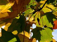 /album/parks-etc/leaves-2-jpg/